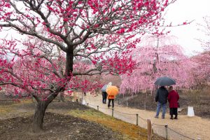 鈴鹿の森庭園、梅、2月の春の花、三重県鈴鹿市の観光・撮影スポットの名所