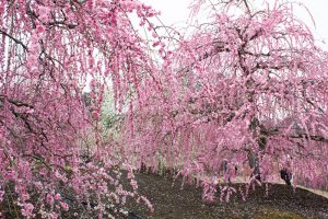 鈴鹿の森庭園、梅、2月の春の花、三重県鈴鹿市の観光・撮影スポットの名所