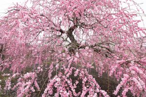 鈴鹿の森庭園、梅、2月の春の花、三重県鈴鹿市の観光・鈴鹿の森庭園、梅、2月の春の花、三重県鈴鹿市の観光・撮影スポットの名所