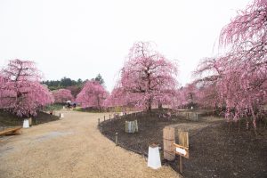 鈴鹿の森庭園、梅、2月の春の花、三重県鈴鹿市の観光・撮影スポットの名所