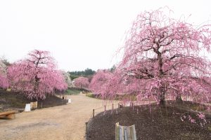 鈴鹿の森庭園、梅、2月の春の花、三重県鈴鹿市の観光・撮影スポットの名所