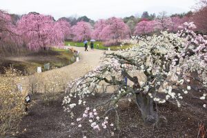 鈴鹿の森庭園、梅、2月の春の花、三重県鈴鹿市の観光・撮影スポットの名所