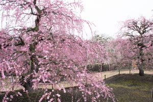 鈴鹿の森庭園、梅、2月の春の花、三重県鈴鹿市の観光・撮影スポットの名所
