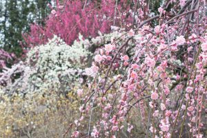 鈴鹿の森庭園、梅、2月の春の花、三重県鈴鹿市の観光・撮影スポットの名所