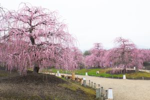 鈴鹿の森庭園、梅、2月の春の花、三重県鈴鹿市の観光・撮影スポットの名所