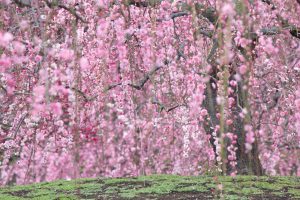鈴鹿の森庭園、梅、2月の春の花、三重県鈴鹿市の観光・撮影スポットの名所