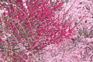 鈴鹿の森庭園、梅、2月の春の花、三重県鈴鹿市の観光・撮影スポットの名所