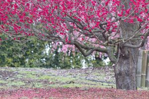 鈴鹿の森庭園、梅、2月の春の花、三重県鈴鹿市の観光・撮影スポットの名所