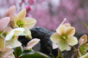 鈴鹿の森庭園、梅、2月の春の花、三重県鈴鹿市の観光・撮影スポットの名所