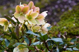 鈴鹿の森庭園、梅、2月の春の花、三重県鈴鹿市の観光・撮影スポットの名所