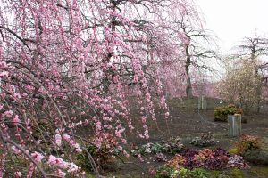 鈴鹿の森庭園、梅、2月の春の花、三重県鈴鹿市の観光・撮影スポットの名所
