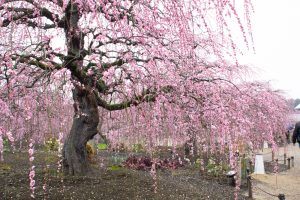 鈴鹿の森庭園、梅、2月の春の花、三重県鈴鹿市の観光・撮影スポットの名所