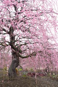 鈴鹿の森庭園、梅、2月の春の花、三重県鈴鹿市の観光・撮影スポットの名所