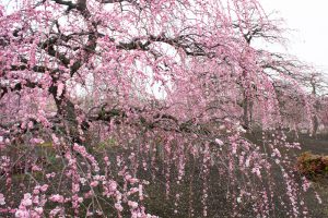 鈴鹿の森庭園、梅、2月の春の花、三重県鈴鹿市の観光・撮影スポットの名所