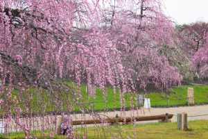 鈴鹿の森庭園、梅、2月の春の花、三重県鈴鹿市の観光・撮影スポットの名所