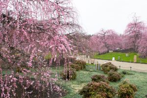 鈴鹿の森庭園、梅、2月の春の花、三重県鈴鹿市の観光・撮影スポットの名所