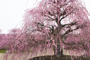 鈴鹿の森庭園、梅、2月の春の花、三重県鈴鹿市の観光・撮影スポットの名所