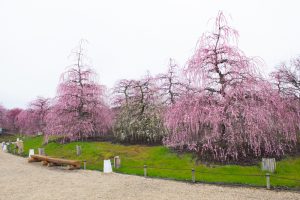 鈴鹿の森庭園、梅、2月の春の花、三重県鈴鹿市の観光・撮影スポットの名所