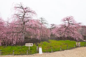 鈴鹿の森庭園、梅、2月の春の花、三重県鈴鹿市の観光・撮影スポットの名所