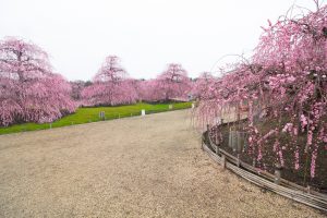 鈴鹿の森庭園、梅、2月の春の花、三重県鈴鹿市の観光・撮影スポットの名所