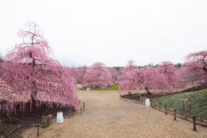 鈴鹿の森庭園、梅、2月の春の花、三重県鈴鹿市の観光・撮影スポットの名所