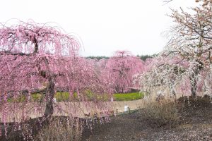 鈴鹿の森庭園、梅、2月の春の花、三重県鈴鹿市の観光・撮影スポットの名所