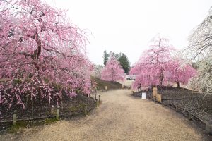 鈴鹿の森庭園、梅、2月の春の花、三重県鈴鹿市の観光・撮影スポットの名所