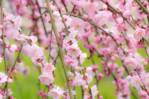 鈴鹿の森庭園、梅、2月の春の花、三重県鈴鹿市の観光・撮影スポットの名所
