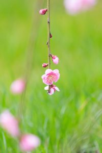 鈴鹿の森庭園、梅、2月の春の花、三重県鈴鹿市の観光・撮影スポットの名所