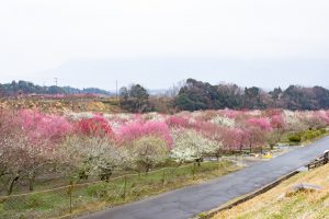 いなべ市農業公園、梅林公園、2月の春の花、三重県いなべ市の観光・撮影スポットの画像と写真