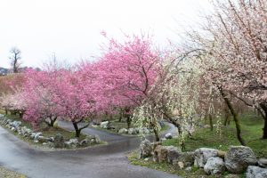 いなべ市農業公園、梅林公園、2月の春の花、三重県いなべ市の観光・撮影スポットの画像と写真