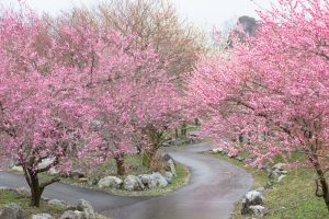 いなべ市農業公園、梅林公園、2月の春の花、三重県いなべ市の観光・撮影スポットの画像と写真