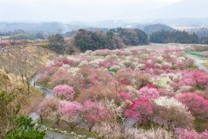いなべ市農業公園、梅林公園、2月の春の花、三重県いなべ市の観光・撮影スポットの画像と写真