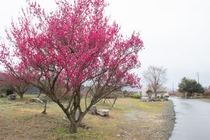 いなべ市農業公園、梅林公園、2月の春の花、三重県いなべ市の観光・撮影スポットの画像と写真