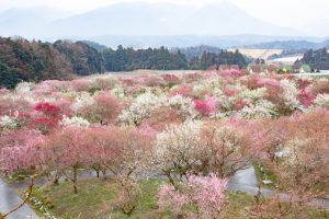 いなべ市農業公園、梅林公園、2月の春の花、三重県いなべ市の観光・撮影スポットの画像と写真