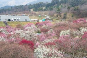 いなべ市農業公園、梅林公園、2月の春の花、三重県いなべ市の観光・撮影スポットの画像と写真