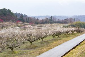 いなべ市農業公園、梅林公園、2月の春の花、三重県いなべ市の観光・撮影スポットの画像と写真