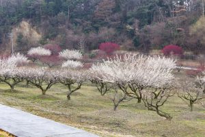 いなべ市農業公園、梅林公園、2月の春の花、三重県いなべ市の観光・撮影スポットの画像と写真