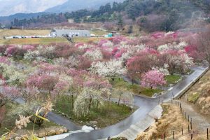 いなべ市農業公園、梅林公園、2月の春の花、三重県いなべ市の観光・撮影スポットの画像と写真