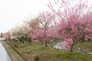 いなべ市農業公園、梅林公園、2月の春の花、三重県いなべ市の観光・撮影スポットの画像と写真