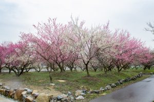 いなべ市農業公園、梅林公園、2月の春の花、三重県いなべ市の観光・撮影スポットの画像と写真