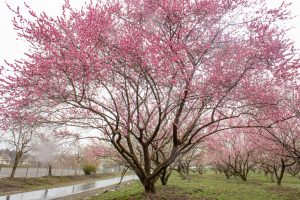 いなべ市農業公園、梅林公園、2月の春の花、三重県いなべ市の観光・撮影スポットの画像と写真
