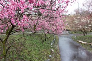 いなべ市農業公園、梅林公園、2月の春の花、三重県いなべ市の観光・撮影スポットの画像と写真