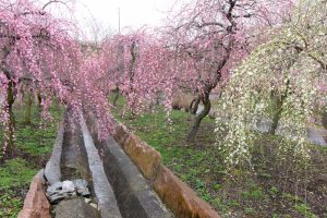 いなべ市農業公園、梅林公園、2月の春の花、三重県いなべ市の観光・撮影スポットの画像と写真