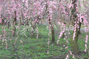 いなべ市農業公園、梅林公園、2月の春の花、三重県いなべ市の観光・撮影スポットの画像と写真