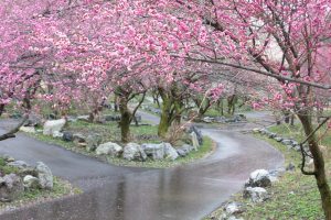 いなべ市農業公園、梅林公園、2月の春の花、三重県いなべ市の観光・撮影スポットの画像と写真