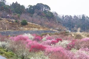 いなべ市農業公園、梅林公園、2月の春の花、三重県いなべ市の観光・撮影スポットの画像と写真