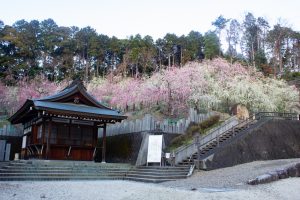 大縣神社、梅園、2月の春の花、愛知県犬山市の観光・撮影スポットの画像と写真