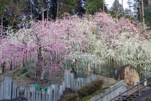 大縣神社、梅園、2月の春の花、愛知県犬山市の観光・撮影スポットの画像と写真
