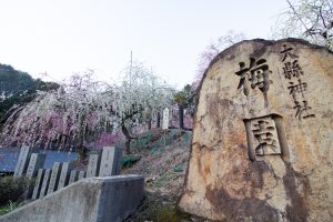 大縣神社、梅園、2月の春の花、愛知県犬山市の観光・撮影スポットの画像と写真